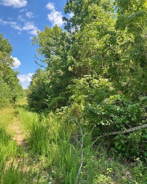 0.44 Acre Lot in Horseshoe Bend | $100 Down in Izard County, AR