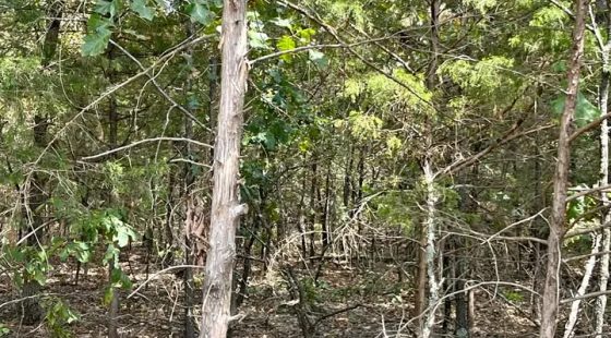 Crown Lake Area Lot With Paved Road Access in Izard County, AR