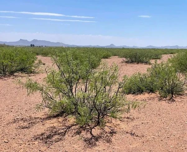 0.49 Acres for Sale in Douglas, Arizona in Cochise County, Arizona