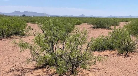 0.98 Acres for Sale in Douglas, Arizona in Cochise County, AZ