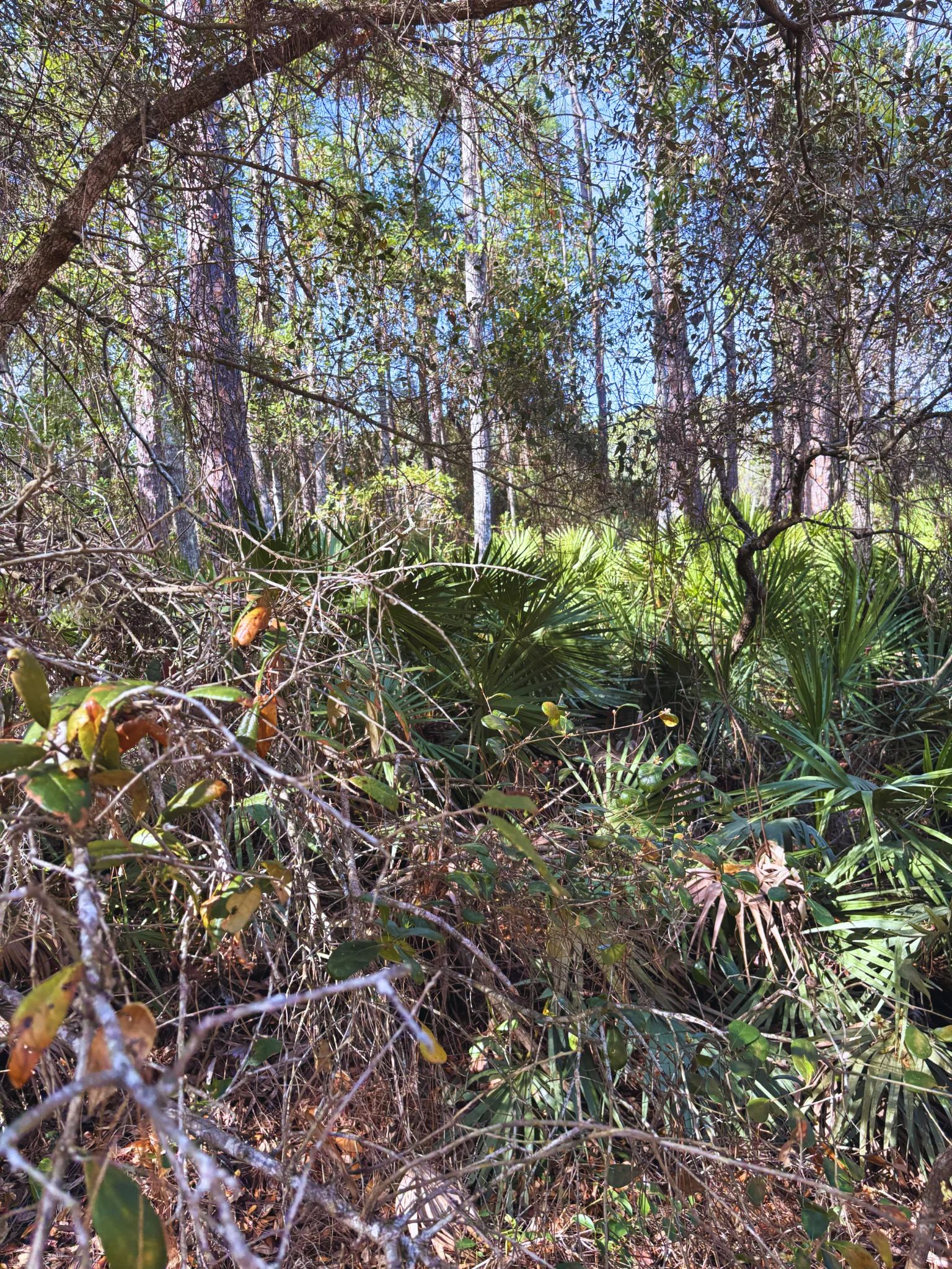 Own Florida Dirt for Cheaper than Car in Putnam County, FL