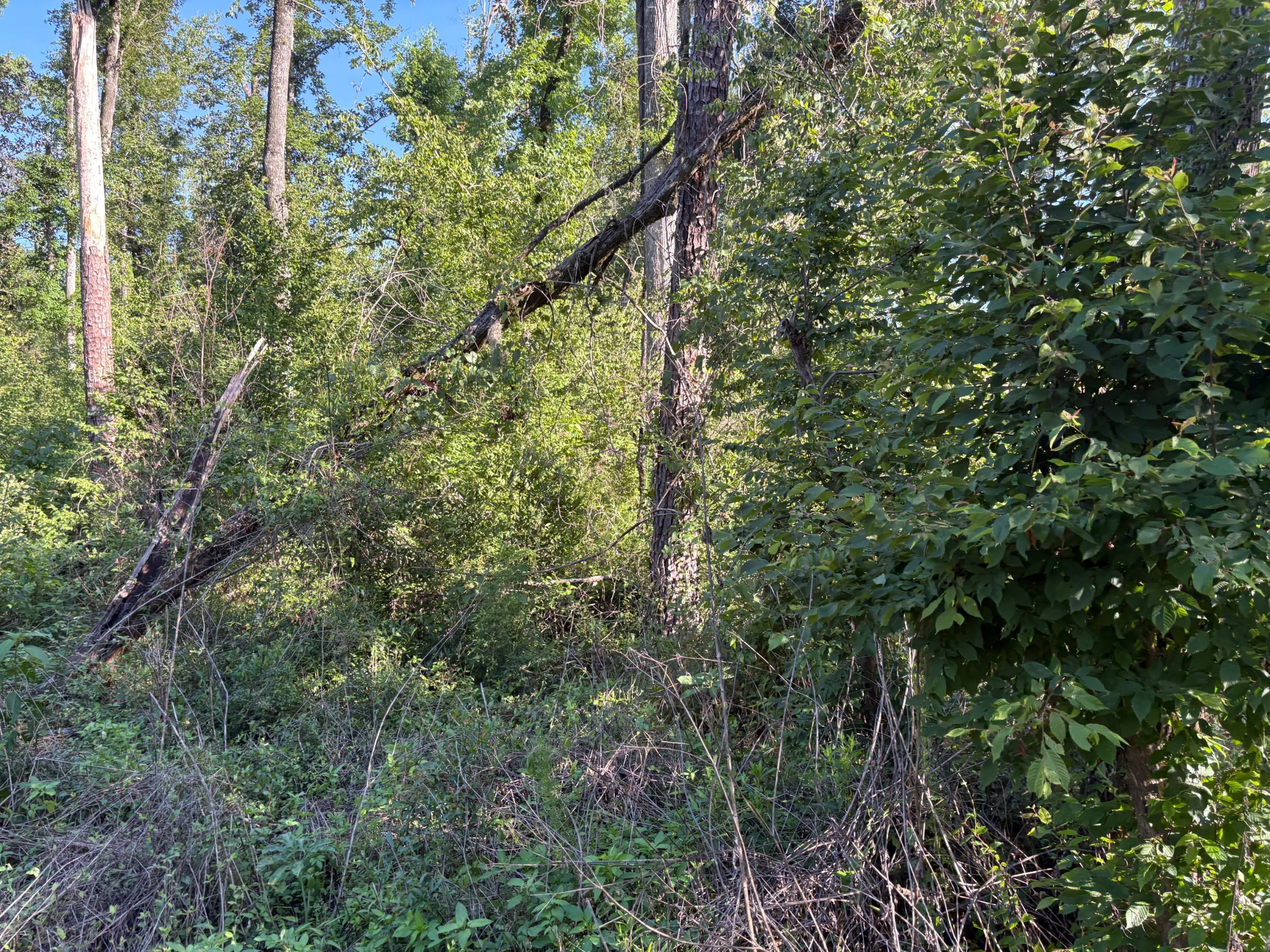 Build an Affordable Life Near Florida's Springs and Rivers in Suwannee County, FL
