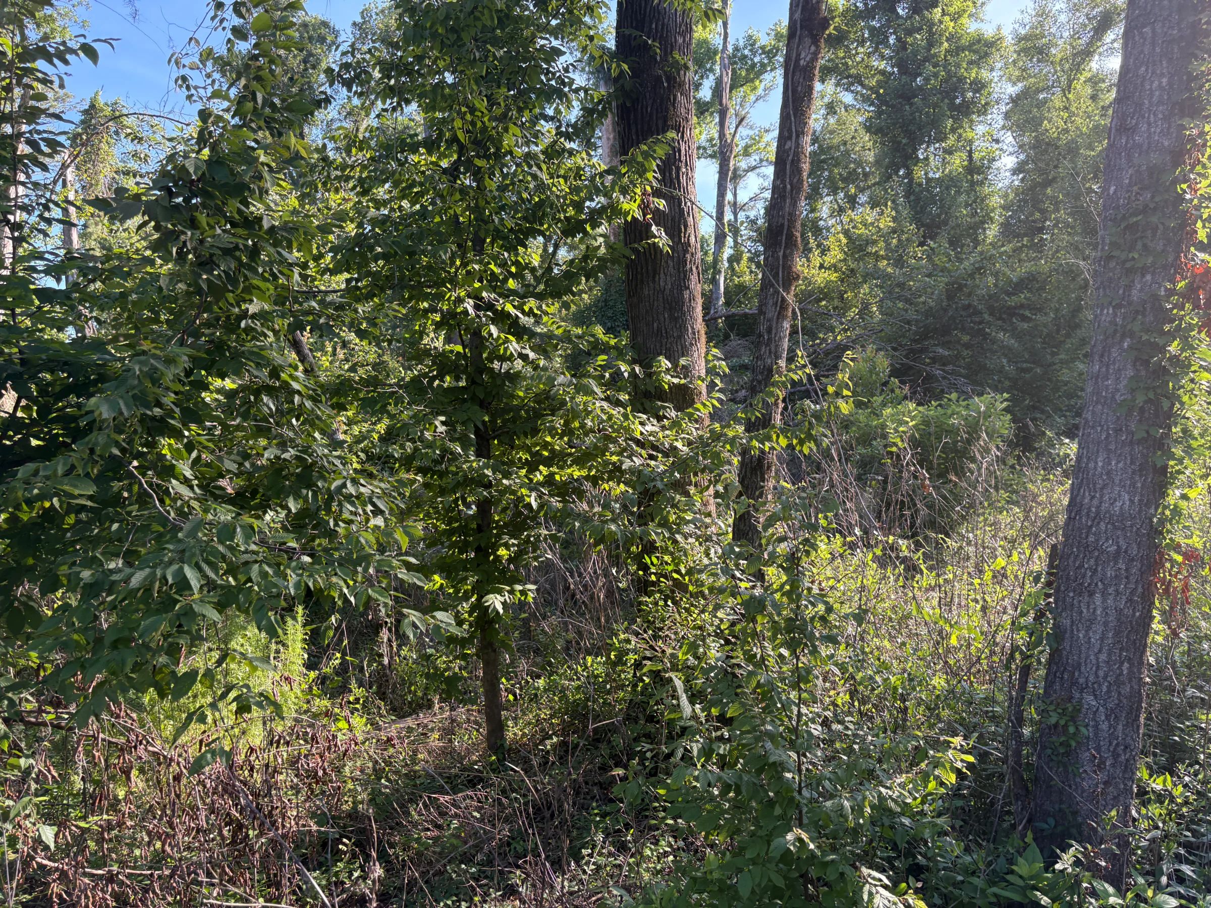 Build an Affordable Life Near Florida's Springs and Rivers in Suwannee County, FL