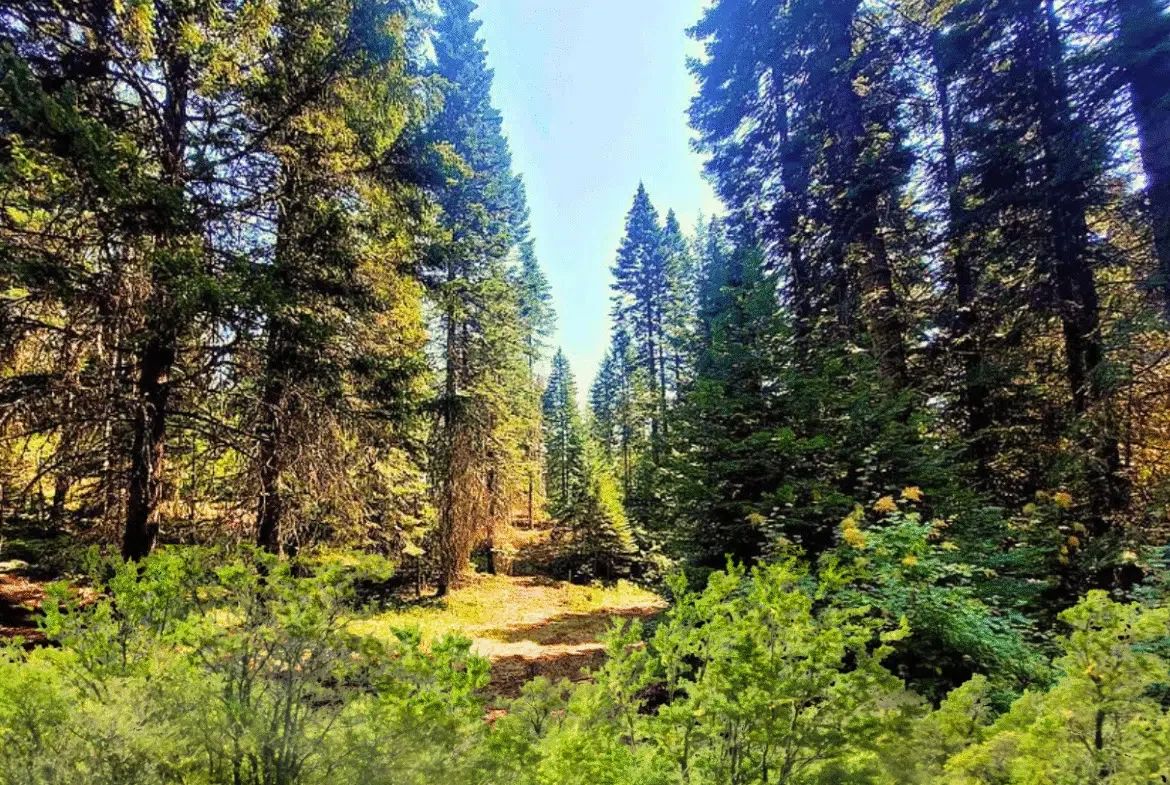 0.92 Acres for Sale in Likely, CA in Modoc County, CA