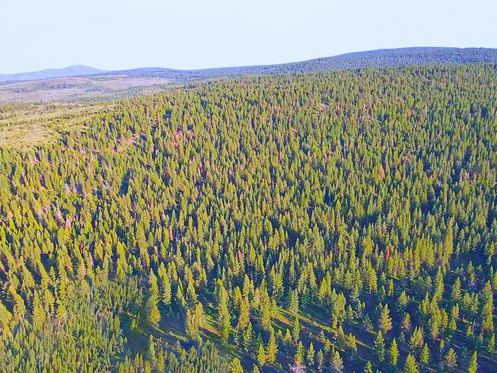 1.84-Acre Wooded Lot for Sale in Alturas, CA in Modoc County, CA