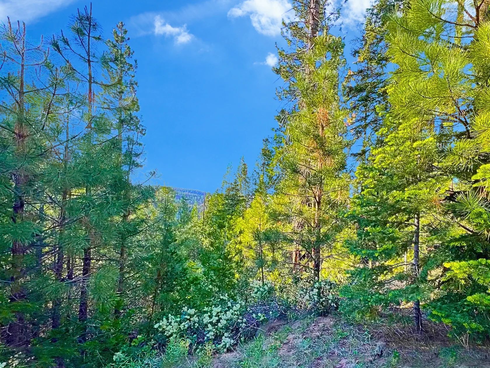 1.84-Acre Wooded Lot for Sale in Alturas, CA in Modoc County, CA
