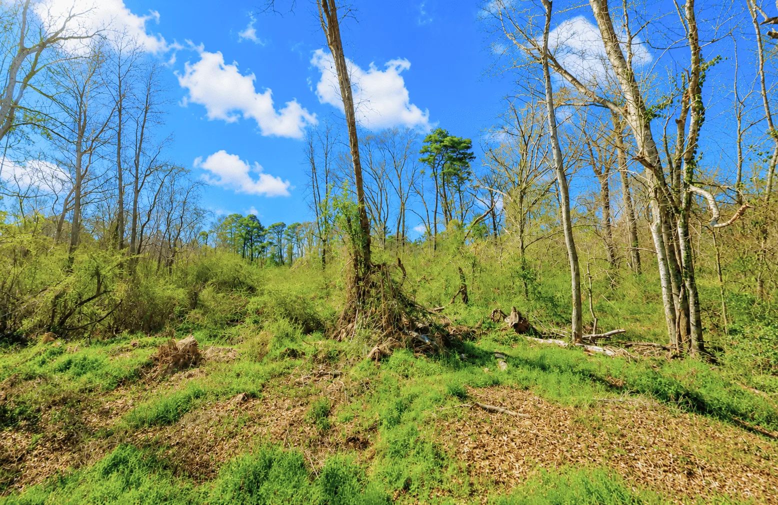 0.31 Acres with Highway Frontage in Perry County, MS