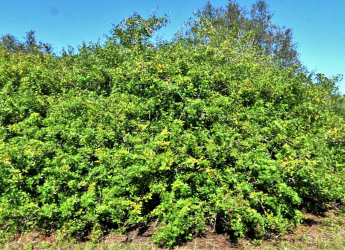 Lot with County Owned Easement Next Door, and backs up to a nature preserve! in Sarasota County, FL